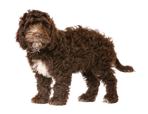 Reputable cockapoo hot sale breeders